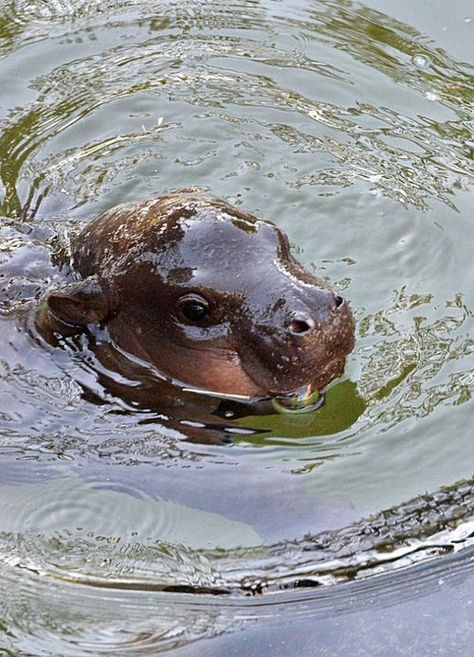 baby hippo Hippo Swimming, Cute Animal Photos, Hippopotamus, 영감을 주는 캐릭터, Cute Creatures, An Animal, Cute Little Animals, Doberman, 귀여운 동물