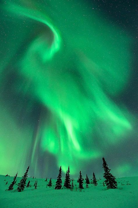 Northern Lights Photography, The Spruce, Northern Lights (aurora Borealis), Aurora Borealis Northern Lights, Earth Pictures, Natural Phenomena, Beautiful Sky, Green Aesthetic, Aurora Borealis