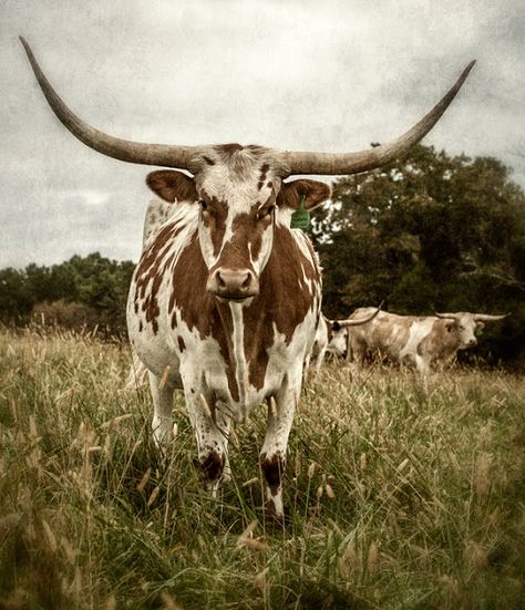 Long Horn cattle...a familiar sight here in East Texas. Longhorn Cow, Long Horn, White Cow, Horn, Cow, Photography, White