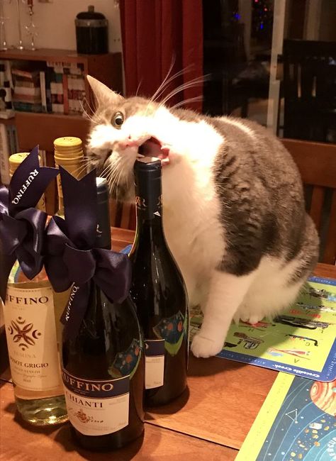 Don't Judge Me - The Dog Has Me Stressed Out Again. Stressed Cat, Startled Cat, Drunk Cat, Happy Birthday Animals, Kitty Kisses, Cat Wine, Hilarious Pictures, Cute Animal Memes, Funny Animal Photos