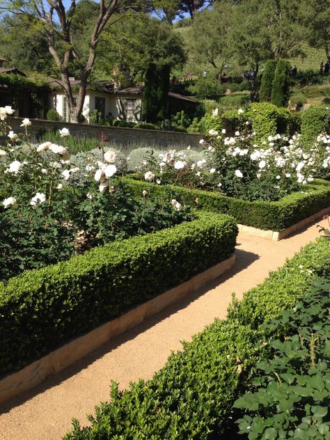 White Roses and box hedge Box Hedge, Rosen Beet, Formal Garden Design, Country Garden Design, Parterre Garden, Roses Lavender, Boxwood Garden, Topiary Garden, Planting Ideas