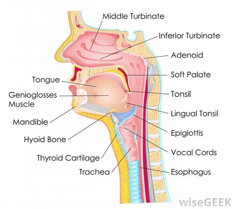 Esophageal achalasia is a condition in which the muscles of the esophagus are unable to relax properly. Although achalasia is... Lingual Tonsils, Throat Anatomy, Head Muscles, Soft Palate, Tongue Health, Medical Terms, Medical College, Anatomy And Physiology, Head And Neck