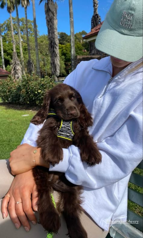 Brown Cocker Spaniel Puppy, Brown Cocker Spaniel, Kaptan Jack Sparrow, Boykin Spaniel, Cocker Spaniel Puppies, Spaniel Puppies, Pretty Animals, Cute Animals Images, Fluffy Animals