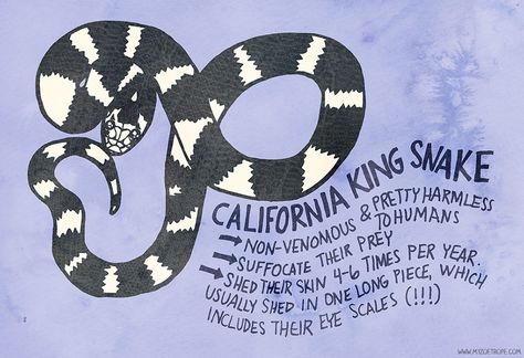 Sweet Noodles, Losing A Pet Quotes, California King Snake, Snake Terrarium, Pet Store Ideas, King Snake, North American Animals, Pretty Snakes, Snake Drawing