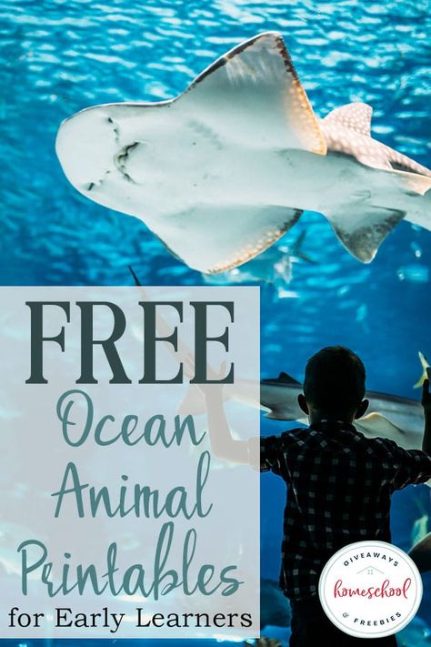 Summer is a great time to teach your little ones about ocean animals with these FREE Ocean Animal Printables! #oceananimals #homeschoolgiveaways #freeprintables Ocean Activities For Kids, Ocean Printables, Ocean Lesson Plans, Ocean Zones, Ocean Habitat, Animal Lessons, Ocean Unit, Animal Printables, Animal Worksheets