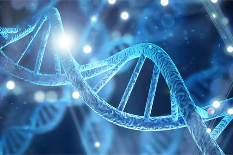 New Study: Evolution of Uniquely Human DNA Was a Delicate Balancing Act Human Cell, Dna Activation, Dna Testing, Dna Sequence, Human Dna, Early Humans, Gene Expression, Cell Biology, Molecular Structure