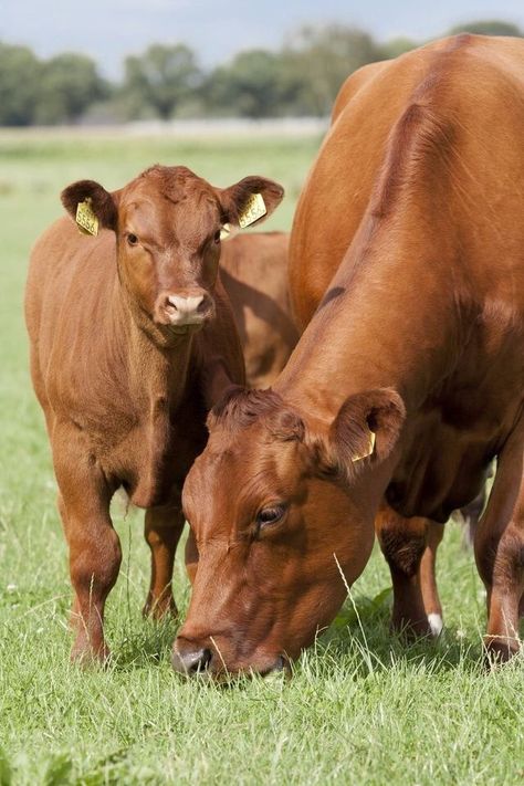 Shorthorn Cattle, Beef Cows, Livestock Judging, Cow Stuff, Angus Cattle, Dairy Farming, Beef Cow, Cow Drawing, Cow Photos