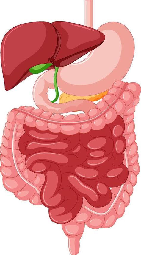 Gastrointestinal tract anatomy for education Anatomy Education, Sistem Pencernaan, Digestive Organs, Gastrointestinal Tract, Gastrointestinal System, Irritable Bowel, Large Intestine, Body Organs, Medical Research