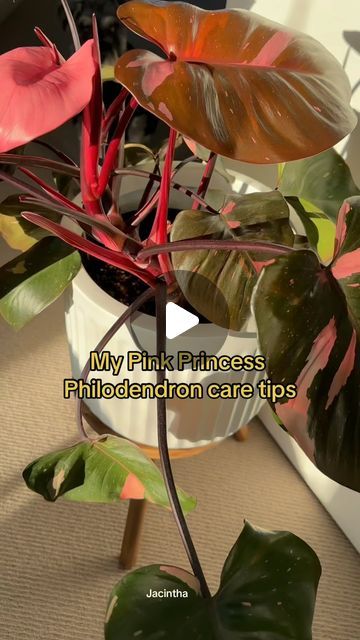 Jacintha Webster on Instagram: "Care for my prettiest plant 💕🌿 the Philodendron Pink Princess aka Philodendron erubescens. You can find the longer tutorial on my YT 🥰 . #philodendron #philodendronpinkprincess #pinkprincess #cuttingplants #pruning #houseplants  . . . . . #plantsmakepeoplehappy #plantsofinstagram #plantlover #indoorplants #melbourne #melbournelife #ppp pink princess care #melbourneblogger #melbourneplantclub #pinkplants #neemoil #barbiestyle" Philodendron Erubescens, Pink Princess Philodendron, Princess Philodendron, Philodendron Pink Princess, Neem Oil, Pretty Plants, Pink Princess, Plant Lover, Barbie Fashion