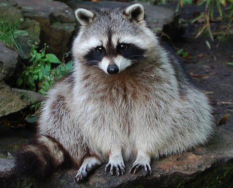 Photography Of Animals, Dusky Dolphin, Sleeping Wolf, Tame Animals, Wolf Puppy, Bat Cat, Baby Raccoon, Cute Raccoon, Raccoon Funny