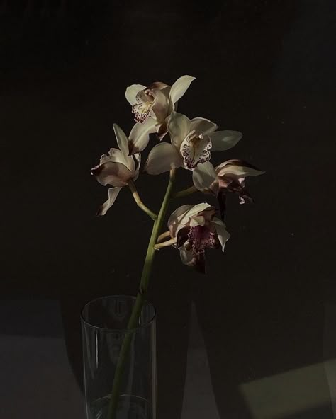 Orchids Aesthetic, Orchid Aesthetic, Dark Orchid, Nothing But Flowers, Flower Therapy, Pretty Flowers, Dark Aesthetic, My Aesthetic, Aesthetic Pictures