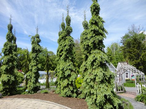 Evergreen Trees Landscaping, Weeping White Spruce, White Spruce, Conifers Garden, Small Garden Landscape, Evergreen Garden, Hillside Garden, Garden Workshops, Corner Garden