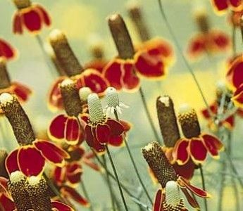 Mexican Hat Wildflower 2500 Seeds Sombrero Shaped Bloom Mexican Hat Flower, Prairie Coneflower, High Country Gardens, Piet Oudolf, American Meadows, Hat Flower, Eastern Washington, Mexican Hat, Meadow Garden