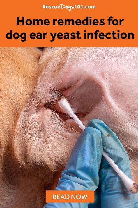 The Secret to Getting Rid of Ear Infections in Your Dog at Home Ear Itching Remedy, Stinky Dog Ears, Itchy Ears Remedies, Yeast In Dogs Ears, Itchy Dog Ears, Yeast In Dogs, Ear Drops For Dogs, Dog Ear Mites, Dog Ear Infections