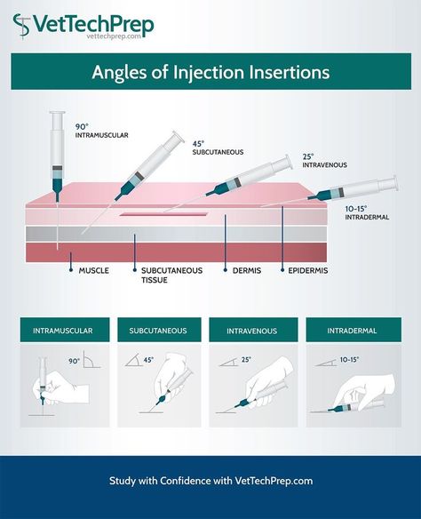 Tech Infographic, Vet School Motivation, Veterinarian Technician, Vet Tech School, Veterinary Tech, Vet Tech Student, Vet Technician, Veterinary Studies, Veterinary School