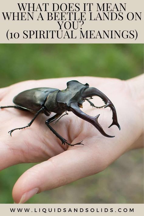 What Does It Mean When A Beetle Lands On You? (10 Spiritual Meanings) Animal Meanings, Positive Traits, Scarab Beetle, Spiritual Transformation, Core Beliefs, Spiritual Power, Butterflies Flying, Hope Symbol, Spiritual Meaning