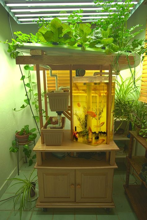 Home aquaponic Indoor Aquaponics, Aquaponics Greenhouse, Backyard Aquaponics, Aquaponics Plants, Aquaponics Diy, Aquaponic Gardening, Aquaponics System, Build Your Own House, Hydroponic Gardening