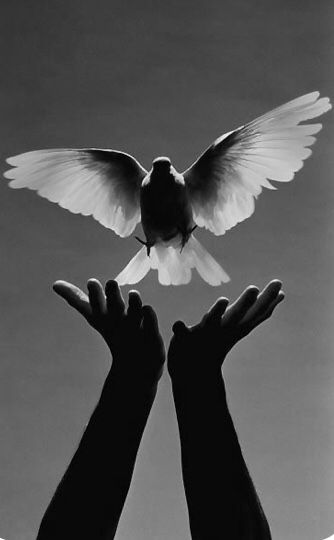 Freedom Bird, Dove Of Peace, Book Cover Design Inspiration, Hand Photography, Nature Of God, Apple Art, Cute Black Wallpaper, Ayat Alkitab, Emotional Photography