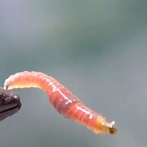 Severiano Adame Garza on Instagram: "This is my third attempt at a realistic worm pattern. Thanks to @_tiesflies_ and his Ties Flies Latex (Natural), this is by far the most realistic looking worm fly that I have ever made. The thickness and width of this latex is perfect for wrapping around a hook and its hard to argue with the finished product. Go check out his website www.theflysmith.com to get your own pack of Ties Flies Latex if you want to tie realistic worm patterns. Tools/Materials: Vi Fly Fishing Nymphs, Fly Tying Vises, Fly Tying Materials, Fly Box, Fly Fishing Flies Pattern, Fly Tying Patterns, Fly Tying, Fly Fishing, Fish