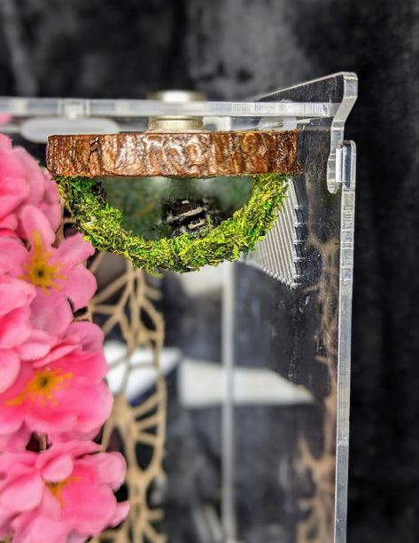 Bioactive Jumping Spider Enclosure, Diy Spider Enclosure, Diy Jumping Spider Enclosure, Spider Enclosure Ideas, Jumping Spider Enclosure Ideas, Bug Enclosure, Jumping Spider Terrarium, Tarantula Terrarium, Tarantula Enclosure