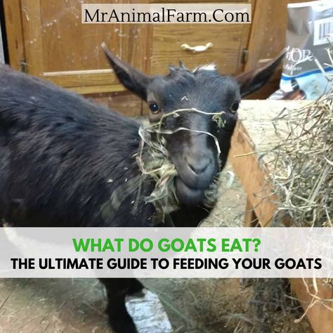 What do goats eat? Folk lore says you can feed goats practically anything. however, this couldn't be further from the truth. Goats can be picky eaters at time and can even have delicate digestive systems. Here is a foolproof guide to keeping your goats happy with a healthy diet. Goat Hoof Trimming, Goat Toys, Goat Shelter, Feeding Goats, Visuell Identitet, Goat Care, Goat Kidding, Raising Goats, Pygmy Goat