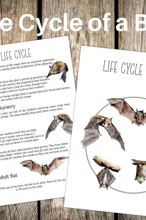 BAT Life Cycle, Nature Study, Homeschool Bat Unit Study, Bats Unit Study, Bats Unit, Conservation Activities, Homeschool Nature, Homeschool Nature Study, Unit Studies, Homeschool Printables, Unit Study