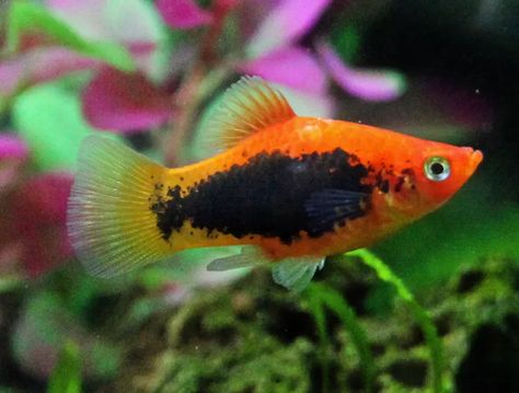 Varieties of Platy Fish (Xiphophorus spp.) Aquarium Freshwater, Platy Fish, Indoor Aquaponics, Aquaponics Kit, Aquaponic Gardening, Fishing For Beginners, Floating Plants, Pike Fishing, Freshwater Aquarium