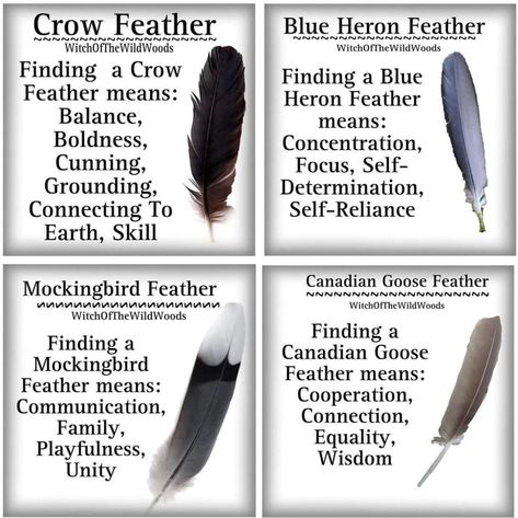 Feather Color Meaning, Witch Info, Feather Identification, Feather Magic, Finding Feathers, Feather Meaning, Crow Feather, Animal Spirit Guides, Witch Spirituality