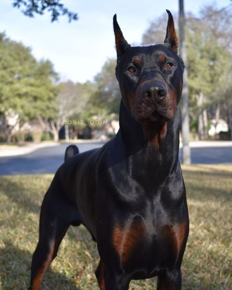 Doberman Ears, Black Doberman, Guard Dog Breeds, Doberman Love, Doberman Pinscher Dog, Pet Camera, Guard Dog, Doberman Dogs, Rottweiler Puppies