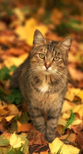 Autumn Cats, Brown Tabby, Söt Katt, Cute Kitties, Cat Photos, Kitty Love, Domestic Cat, Here Kitty Kitty, Cute Cats And Kittens