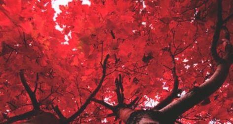 Discovered by -=Shadow=-. Find images and videos about red, aesthetic and tree on We Heart It - the app to get lost in what you love. Red Trees, Red Aesthetic, Light Red, We Heart It, The Story, Trees, Lost, Tumblr, Twitter