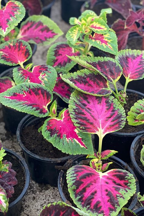 How To Grow Coleus - Amazing Patterns, Colorful Foliage & Big Interest! Coleus Plants, Patterns Colorful, Big Leaves, How To Grow, Garden Plants, House Plants, To Grow, Pink And Green, Plants