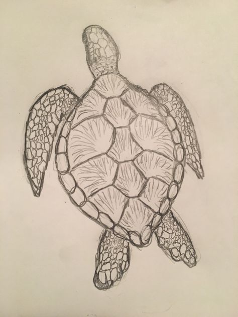 Art Sketches Turtle, Animal Drawings Turtle, Sea Turtle Sketch Simple, Simple Colored Drawings, Drawing Sea Turtles, Sketches Of Sea Animals, How To Draw Sea Turtle, Sketch Book Animals, Turtles To Draw