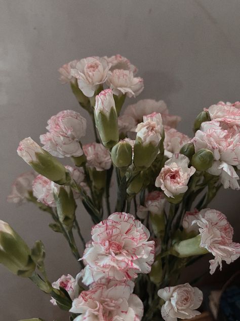 Carnation Flower Aesthetic, Carnations Aesthetic, Gilly Flower, Carnation Aesthetic, Vibrant Wallpaper, Carnation Bouquet, Gothic Garden, Boquette Flowers, Pink Carnations