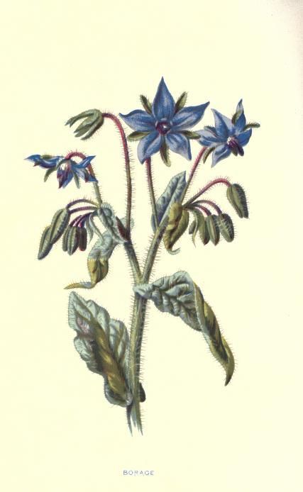 Borage [Borago officinalis] (1878), by Edward Hulme (1841-1909), published in “Familiar Wild Flowers”. Magia Das Ervas, Herbal Plants, Herbal Apothecary, Healing Plants, Herbal Healing, Herbs For Health, Wild Edibles, Wild Plants, Healing Herbs