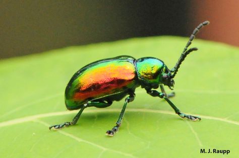 beetle: Dogbane leaf beetle ... Beetle Drawing, Leaf Beetle, Beetle Tattoo, Firefly Art, Beetle Art, Butterfly Project, Beetle Insect, The Beetle, Cool Bugs