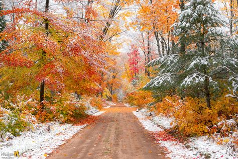 Snowy trees, Autumn in Hiawatha National Forest Coffee Fall Aesthetic, Nut Photography, Hiking In The Fall, Thanksgiving Colors, Wood Mountains, Hiawatha National Forest, Autumn Snow, Fall Photography Nature, Coffee Fall