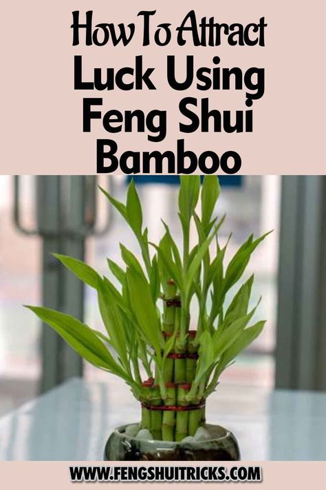 Are you fascinating growing a lucky bamboo at home? Read this post. Feng Shui Basics, Feng Shui Plants, Lucky Bamboo Plants, Bamboo Care, Bamboo Plant, Feng Shui Tips, Lucky Bamboo, Get Lucky, Bamboo Plants