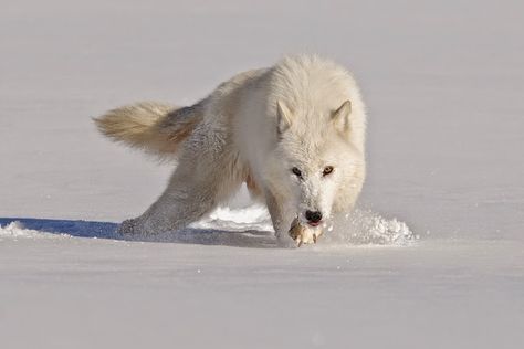 White Wolf : 15 Photos of the Most Amazing Animal in Alaska - Arctic Wolves. Wild Wolves, Wolf Eyes, Wolf Photography, Arctic Wolf, Wolf Photos, Jaime Lannister, Wolf Love, Wild Wolf, Wolf Pictures