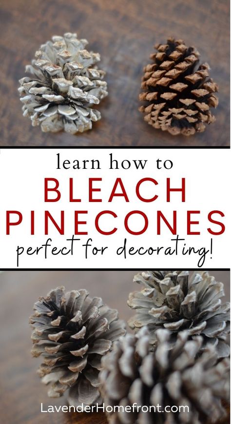 Learn how to bleach pine cones, perfect for decorating your home. Bleached pine cones are a great way to use these pine cones in crafting projects or as centerpieces in simple Christmas themed decor. #DIYchristmas #simplechristmas #holidaydecorations Decorating With Pine Cones, Decorating With Pine, Holiday Decor Diy Christmas, Bleach Pinecones, Giant Pine Cones, Holiday Decor Diy, Bleached Pine, Pine Cone Art, Christmas Wreaths Diy Easy