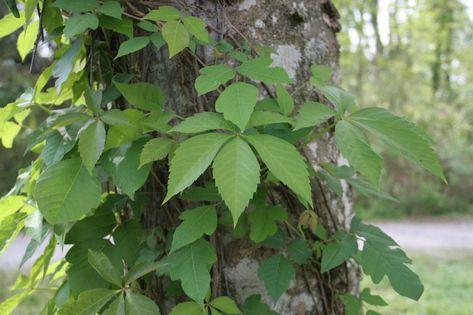 10 Things Nobody Tells You About Poison Ivy - Gardenista Ivy Plant Indoor, Poison Ivy Plants, Natural Repellent, Virginia Creeper, Ivy Plants, Poisonous Plants, Gardening 101, Climbing Vines, Public Garden