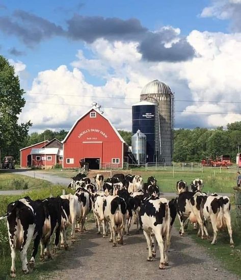 Dairy Farm Aesthetic, Dairy Aesthetic, Black And White Cows, Cow Holstein, Farm With Animals, White Cows, Cattle Barn, Dairy Farming, Farm Images