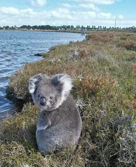 Koala Drawing, Cute Koala Bear, The Wombats, Australia Animals, Baby Koala, Fascinating Facts, Love Animals, Australian Animals, Amazing Animals