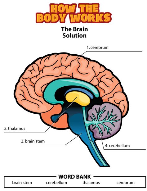 brain_activity solution gif The Brain For Kids, Brain Worksheet, Poster Rubric, Brain Diagram, Brain Parts, Human Body Activities, Parts Of The Brain, Human Body Facts, Human Body Unit