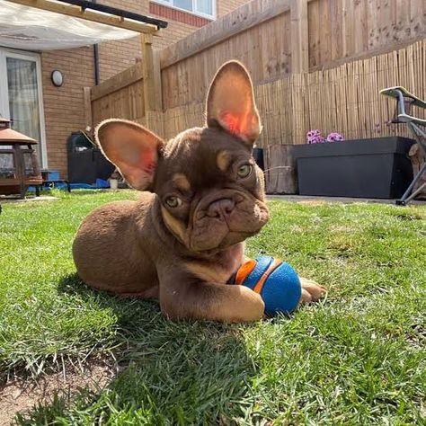 Chocolate French Bulldog, Frenchie Bulldog Puppy, Teacup French Bulldogs, Bulldogs English, French Bulldog Breed, Munchkin Cat, Super Cute Puppies, Frenchie Puppy, Dog Cages