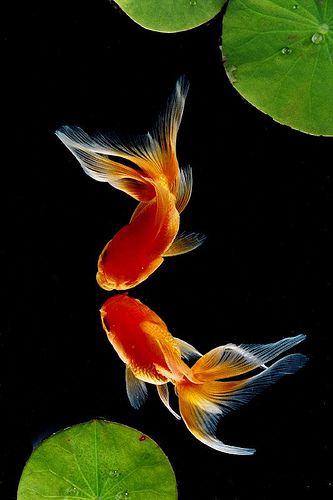 Goldfish.  By pdhclee on flicker                                                                                                                                                     Más Goldfish Swimming, Fauna Marina, Carpe Koi, Water Life, Beautiful Fish, Colorful Fish, Freshwater Fish, Fish Art, Underwater World