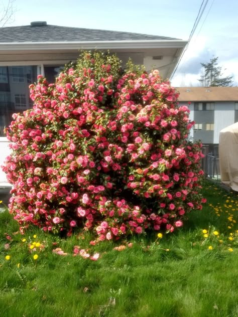 Huge rose bush! Rose Bush Landscaping, Bushes With Flowers, Rose Bush Tattoo, Bush With Flowers, Bush Of Flowers, Grad Cap Art, Savannah Core, Rose Bushes Landscape, Rose Core