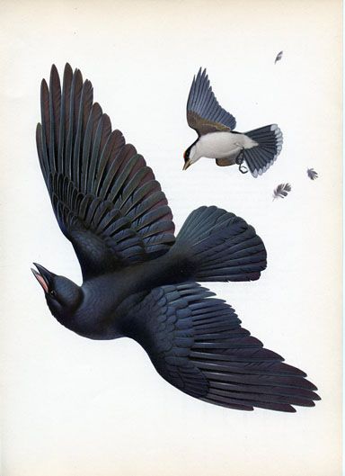 Crow And Dove, Eastern Kingbird, Birds Reference, Crow Flying, Crow And Raven, Bird Study, Quoth The Raven Nevermore, The Raven Nevermore, Raven Nevermore