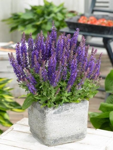 Everything About Growing Salvias in Pots | Salvia Plant Care Purple Potted Flowers, Salvia Plant In Pots, Salvia In Containers, Salvia In Pots, Salvia Plant Care, Salvia Plant, Salvia Plants, Purple Salvia, Salvia Hispanica