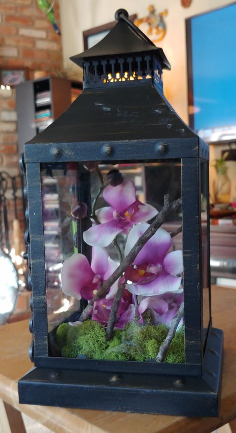 Orchid Mantis Terrarium, Orchid Mantis Enclosure, Praying Mantis Enclosure Ideas, Praying Mantis Terrarium, Mantis Enclosure Ideas, Mantis Terrarium, Mantis Enclosure, Praying Mantis Enclosure, Prey Mantis